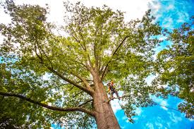 How Our Tree Care Process Works  in  Holiday City South, NJ