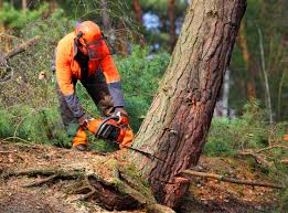 Best Storm Damage Tree Cleanup  in Holiday City South, NJ