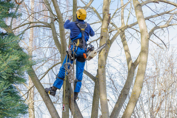 Professional Tree Care in Holiday City South, NJ