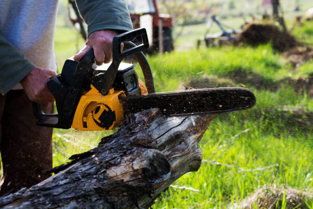 Best Tree Trimming and Pruning  in Holiday City South, NJ